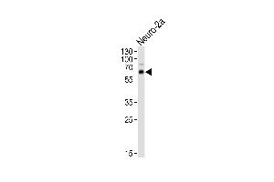 Western blot analysis of lysate from mouse Neuro-2a cell line, using PRK/2 Antibody (N-term) (ABIN6242246 and ABIN6577642). (PRKAA1/PRKAA2 antibody  (N-Term))