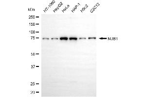 anti-Negative Regulator of Ubiquitin-Like Proteins 1 (NUB1) antibody