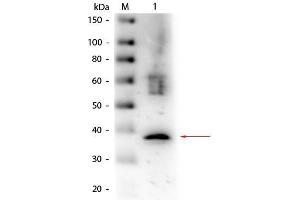 Western Blotting (WB) image for anti-Lactate Dehydrogenase A (LDHA) antibody (Biotin) (ABIN1607671)