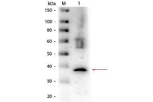 Western Blot of Goat anti-Lactate Dehydrogenase Antibody Biotin Conjugated. (Lactate Dehydrogenase antibody  (Biotin))