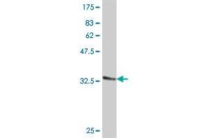 Western Blot detection against Immunogen (31. (EHD3 antibody  (AA 357-406))