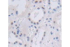 Figure. (NFIB antibody  (AA 1-233))