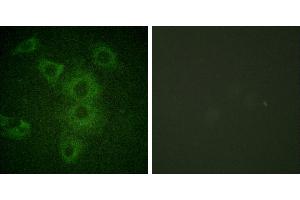 Peptide - +Immunofluorescence analysis of HuvEc cells, using BIK (Ab-33) antibody (#B0053).