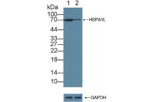 Knockout Varification: Lane 1: Wild-type Raji cell lysate, Lane 2: HSPA1L knockout Raji cell lysate, Predicted MW: 70kd Observed MW: 70kd Primary Ab: 5 μg/mL Rabbit Anti-Human HSPA1L Antibody Second Ab: 0. (HSPA1L antibody  (AA 1-641))
