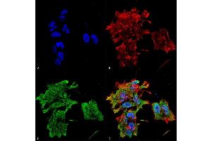 Immunocytochemistry/Immunofluorescence analysis using Mouse Anti-Alpha B Crystallin Monoclonal Antibody, Clone 3A10. (CRYAB antibody  (Atto 390))