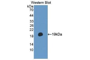 Western blot analysis of the recombinant protein. (TSC22D3 antibody  (AA 1-137))