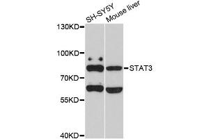Western blot analysis of extracts of various cell lines, using STAT3 antibody (ABIN5998978) at 1/1000 dilution.