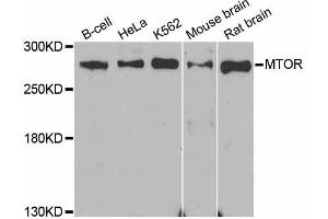 Western blot analysis of extracts of various cell lines, using MTOR antibody. (MTOR antibody  (AA 2400-2500))