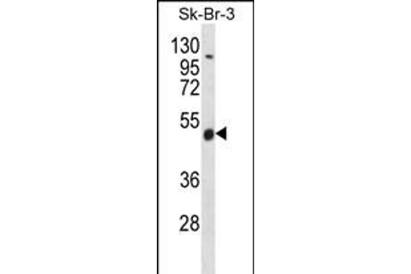 WDR34 antibody  (AA 305-334)