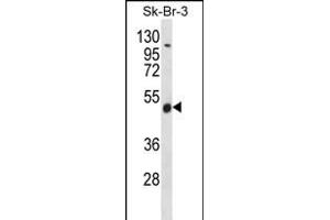 WDR34 Antibody (Center) (ABIN656354 and ABIN2845653) western blot analysis in SK-BR-3 cell line lysates (35 μg/lane). (WDR34 antibody  (AA 305-334))