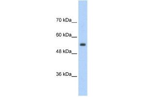 WB Suggested Anti-SLC13A3 Antibody Titration:  2.