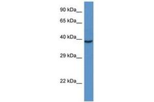Image no. 1 for anti-RAD51 Homolog D (RAD51D) (C-Term) antibody (ABIN6747399) (RAD51D antibody  (C-Term))