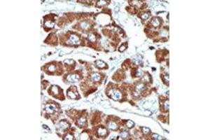 Image no. 2 for anti-Salt-Inducible Kinase 1 (SIK1) (C-Term) antibody (ABIN360572) (SIK1 antibody  (C-Term))