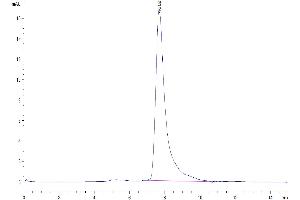 The purity of Human CD38 is greater than 95 % as determined by SEC-HPLC.