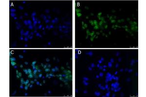 Immunofluorescence Microscopy of Rabbit anti-BCL3 antibody Immunofluorescence Microscopy of Rabbit anti-BCL3 antibody. (BCL3 antibody  (C-Term))