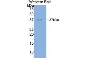 MEP1A antibody  (AA 213-506)