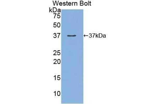 MEP1A antibody  (AA 213-506)