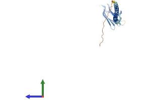 AlphaFold protein structure predicition of Human Recombinant SIGLECL1 Protein, UniprotID Q8N7X8 (SIGLECL1 Protein (AA 1-197) (His tag))