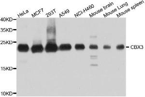 Western blot analysis of extracts of various cell lines, using CBX3 antibody. (CBX3 antibody  (AA 1-183))