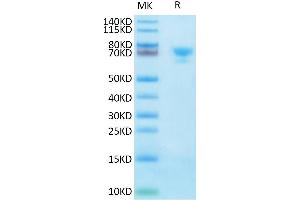 Biotinylated Human MSLN on Tris-Bis PAGE under reduced condition.