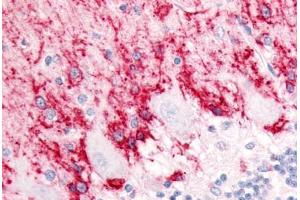 Anti-SLC1A3 / GLAST antibody  ABIN1049332 IHC staining of human brain, cerebellum, molecular layer and Purkinje layer. (SLC1A3 antibody  (Cytoplasmic Domain))