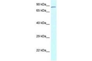 Image no. 1 for anti-CCR4-NOT Transcription Complex, Subunit 3 (CNOT3) (N-Term) antibody (ABIN6747724) (CNOT3 antibody  (N-Term))