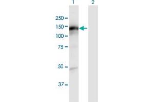 Western Blot analysis of KIAA1199 expression in transfected 293T cell line by KIAA1199 MaxPab polyclonal antibody.