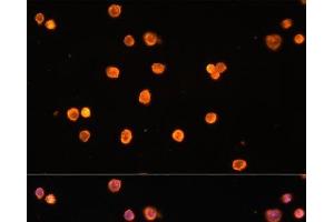 Immunofluorescence analysis of THP-1 cells using ENTPD1/CD39 Polyclonal Antibody at dilution of 1:100 (40x lens). (CD39 antibody)