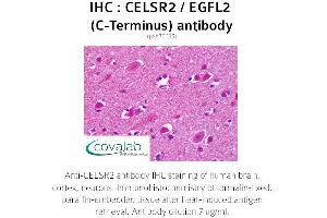 Image no. 2 for anti-Cadherin EGF LAG Seven Pass G-Type Receptor 2 (CELSR2) (C-Term) antibody (ABIN1732969) (CELSR2 antibody  (C-Term))