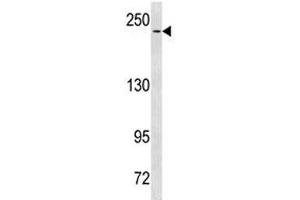 NOTCH3 antibody western blot analysis in HeLa lysate. (NOTCH3 antibody  (AA 2291-2321))