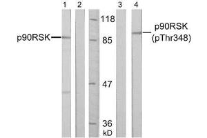 Western blot analysis of extract from HeLa cells, untreated or treated with PMA (200nM, 30min), using p90RSK (Ab-348) antibody (E021135, Lane 1 and 2) and p90RSK (phospho-Thr348) antibody (E011105, Lane 3 and 4). (RPS6KA3 antibody  (pThr348))