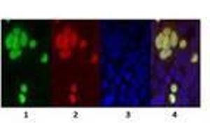 Image no. 1 for anti-GFP Tag antibody (ABIN791467) (GFP Tag antibody)
