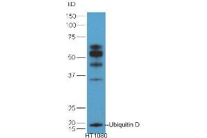 HT1080 lysates probed with Anti-Ubiquitin D Polyclonal Antibody  at 1:5000 90min in 37˚C. (UBD antibody  (AA 55-165))