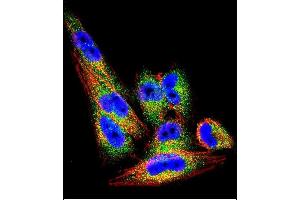 Confocal immunofluorescent analysis of TI Antibody (N-term) (ABIN390664 and ABIN2840958) with  cell followed by Alexa Fluor 488-conjugated goat anti-rabbit lgG (green).