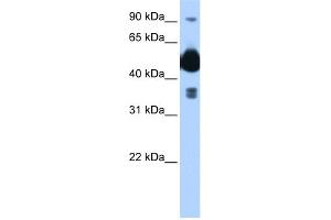 WB Suggested Anti-FICD Antibody Titration: 0. (FICD antibody  (C-Term))