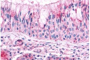 OR2A4 antibody  (Extracellular Domain)