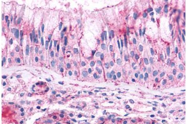 OR2A4 antibody  (Extracellular Domain)