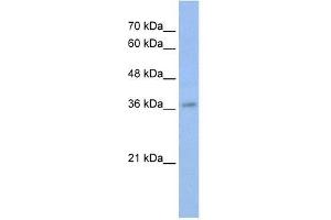MYB antibody used at 0. (MYB antibody  (N-Term))