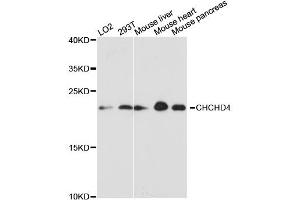 Western blot analysis of extracts of various cell lines, using CHCHD4 antibody (ABIN6292388) at 1:3000 dilution. (CHCHD4 antibody)