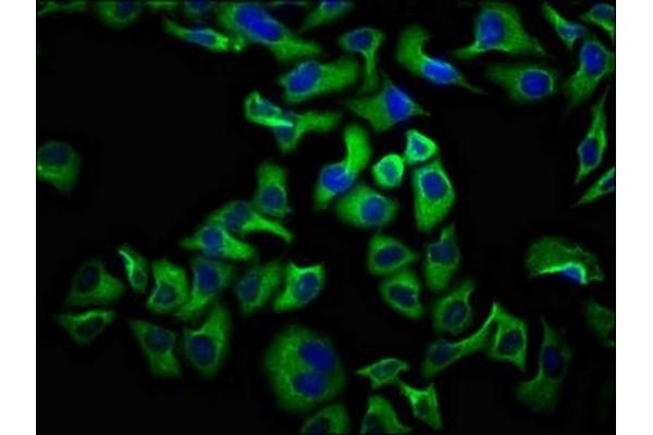UNC5D antibody  (AA 90-212)