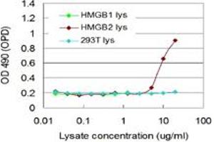 HMGB2 293T overexpression lysate (non-denatured) was used as an analyte.