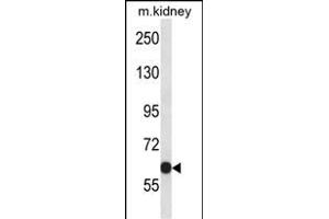 KCNC2 Antibody (C-term) (ABIN657792 and ABIN2846765) western blot analysis in mouse kidney tissue lysates (35 μg/lane). (KCNC2 antibody  (C-Term))