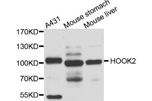 Western blot analysis of extract of various cells, using HOOK2 antibody.