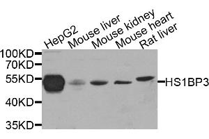 Western blot analysis of extracts of various cell lines, using HS1BP3 antibody. (HS1BP3 antibody)