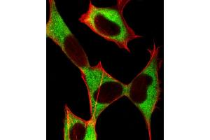 Immunofluorescent analysis of 4 % paraformaldehyde-fixed, 0. (STMN2 antibody  (AA 82-116))