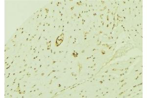 ABIN6276740 at 1/100 staining Mouse brain tissue by IHC-P. (THRB antibody  (Internal Region))