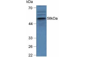 Western blot analysis of Human hepG2 Cells. (GBA antibody  (AA 255-509))