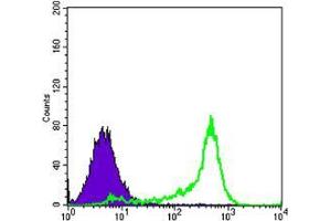 Flow cytometric analysis of 3T3L1 cells using BCL-2 mouse mAb (green) and negative control (purple). (Bcl-2 antibody)