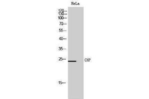 Western Blotting (WB) image for anti-Calcium Binding Protein P22 (CHP) (Internal Region) antibody (ABIN3174393) (CHP antibody  (Internal Region))