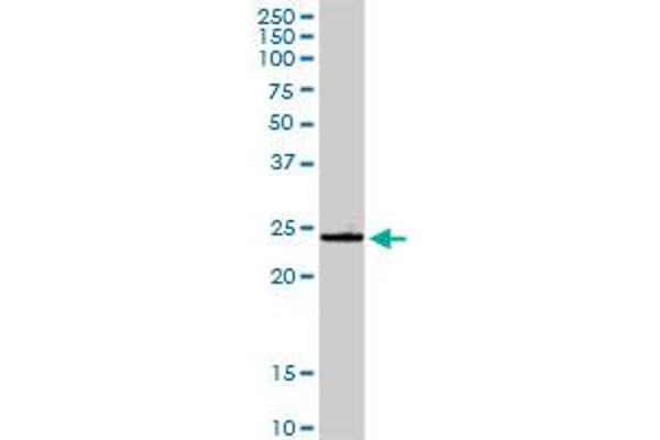 GSTA4 antibody  (AA 1-222)
